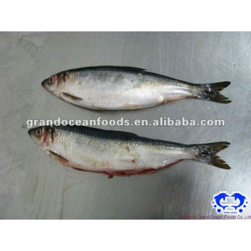 wild herring fillet IQF